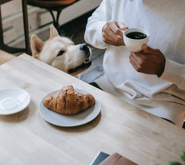 dog eating croissant