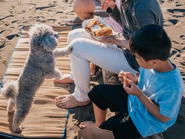 dog eating fish and chips on a beach