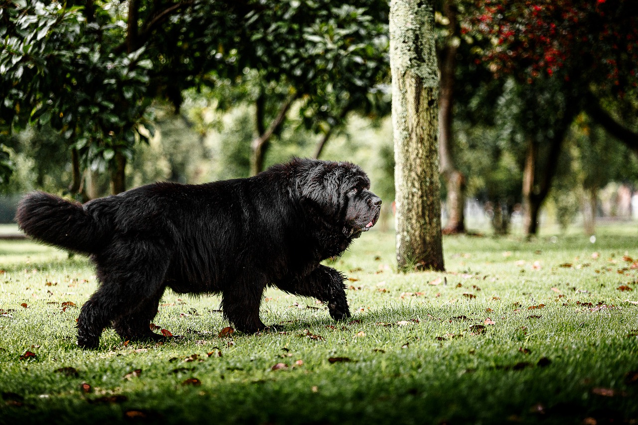 Black Great Pyrenees What the Experts Say! Dog Cat World