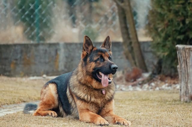 German Shepherd Lying on Ground