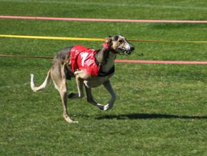 Polish Greyhound