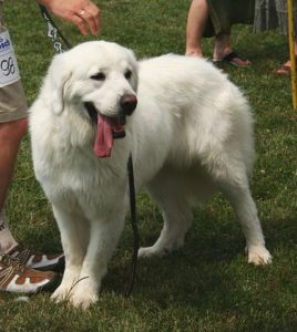 Polish Tatra Sheepdog