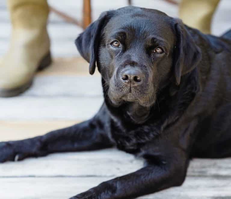 black labrador retriever