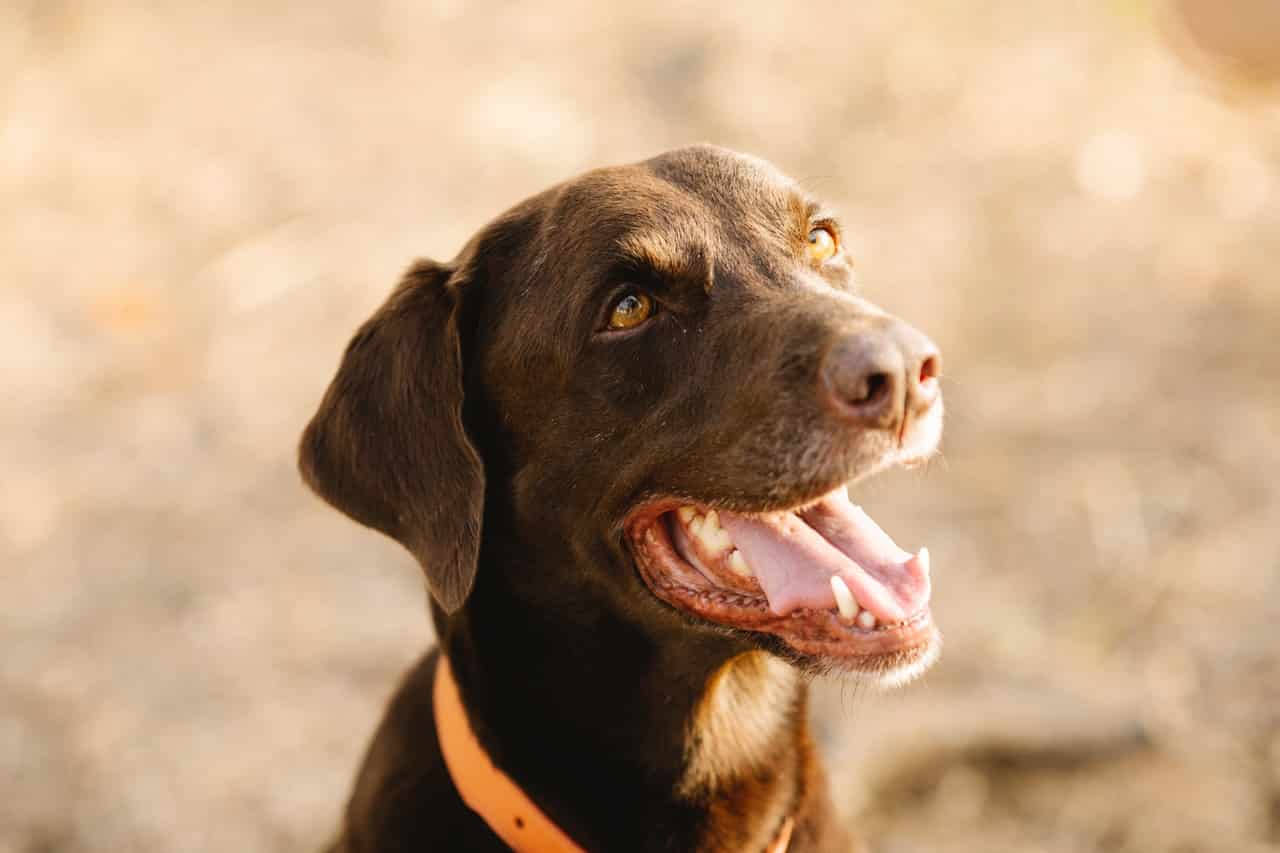 brown dog panting lips