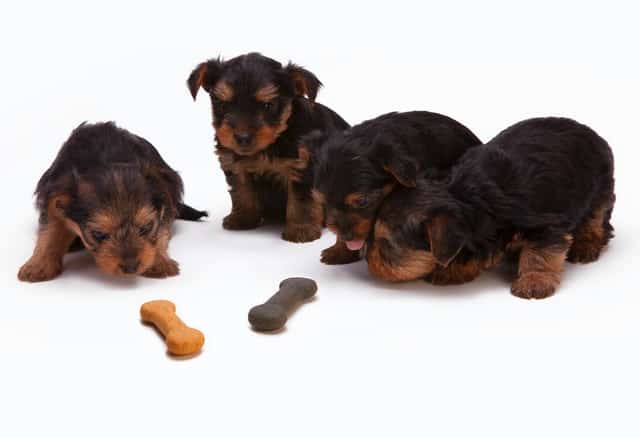 brown puppies eating biscuit