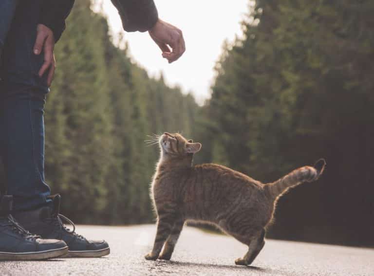 cat being fed