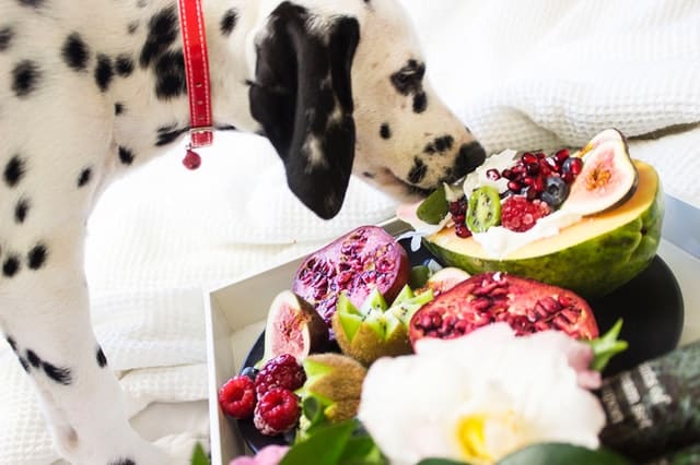 dalmation eating fruits