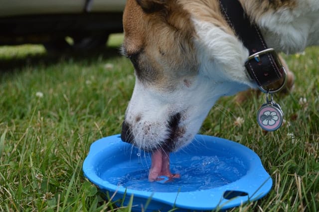 dog drinking water from bowl