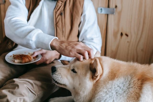 dog eating croissant 2