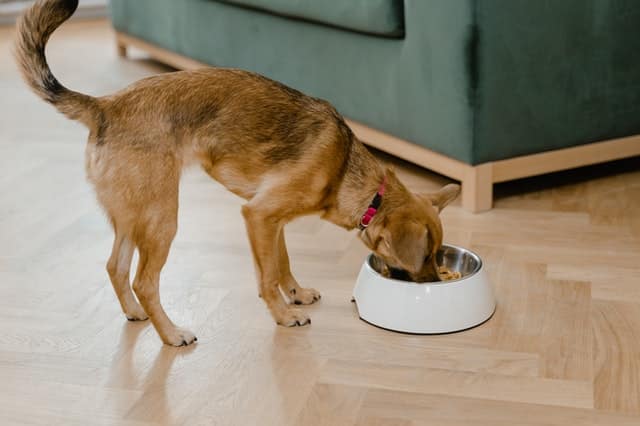 dog eating from bowl