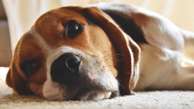 dog laying down