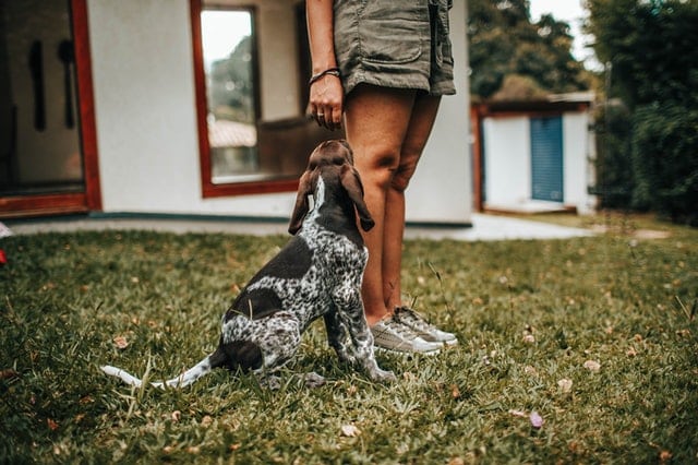 dog with owner on grass