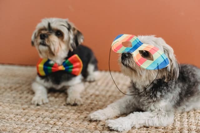 dogs wearing mask and bowtie