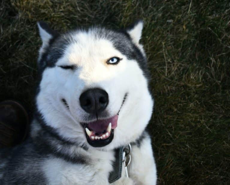 winking husky dog