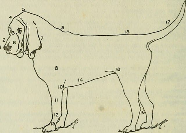 Dog Diagram Occiput