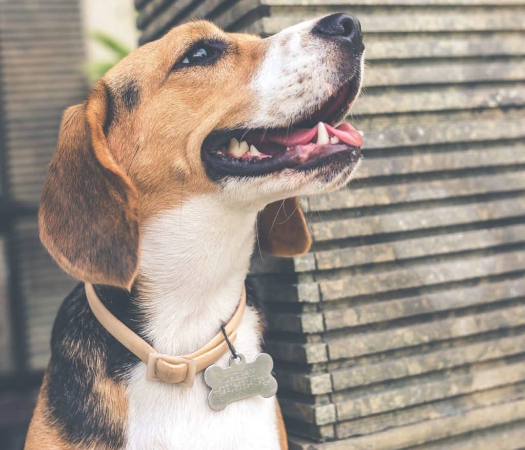 brown dog wearing name collar