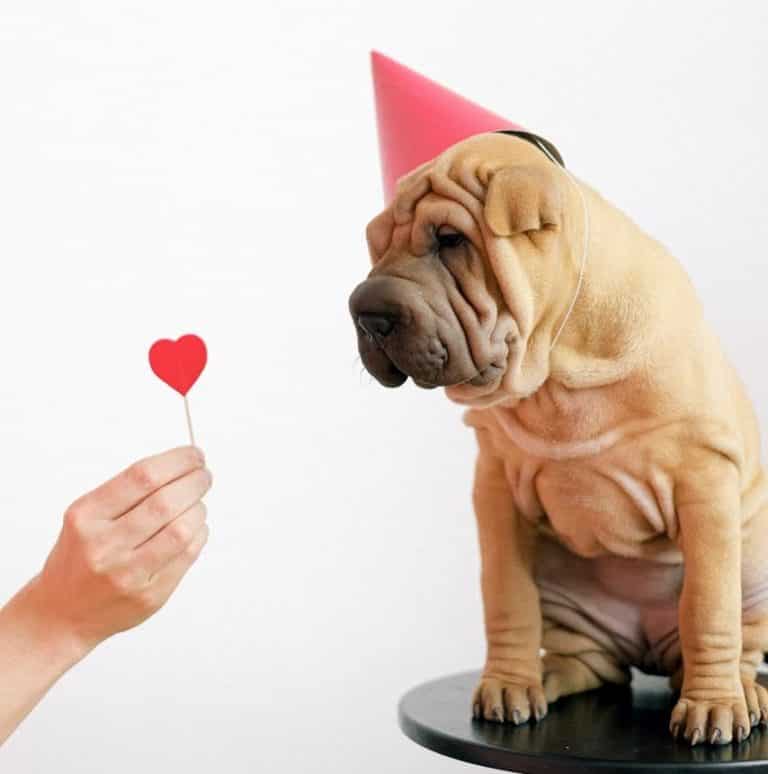 chinese share-pei dog wearing hat