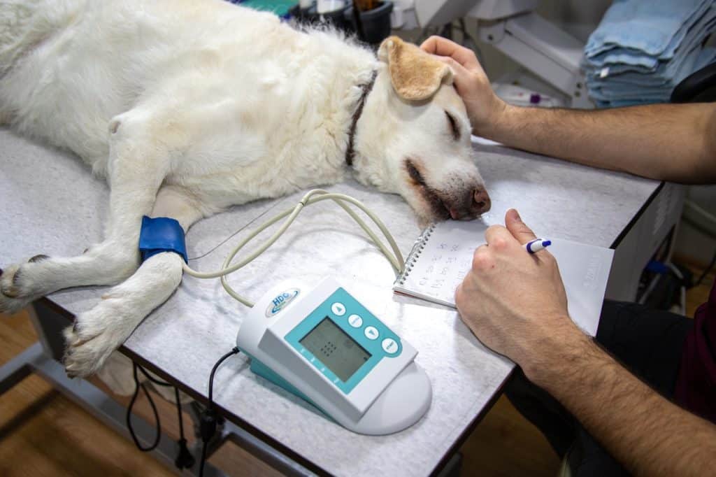 dog at a vet being treated