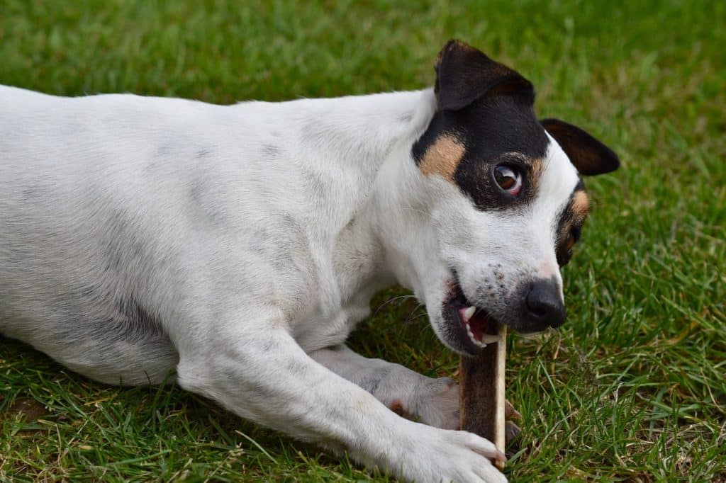 dog eating bone