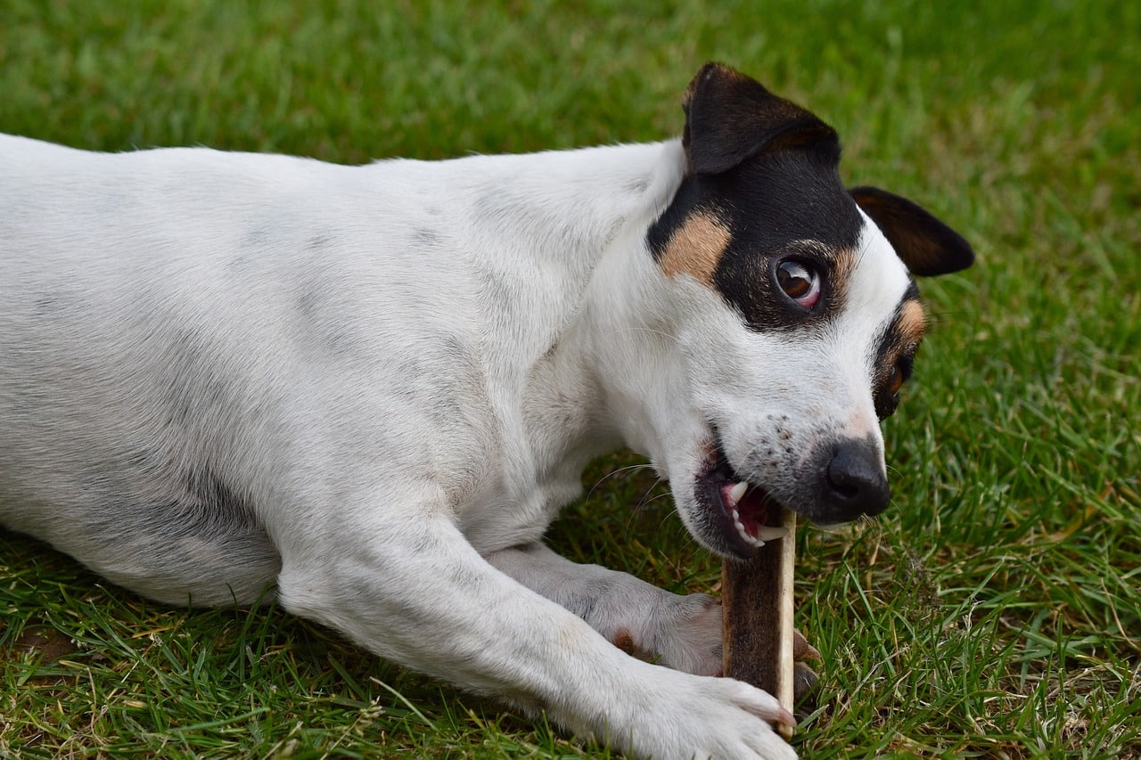 Why Do Dogs Like Bones? 5 Reasons Why! Dog Cat World