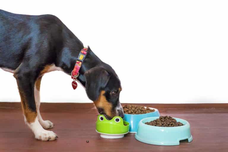 dog eating from food bowls