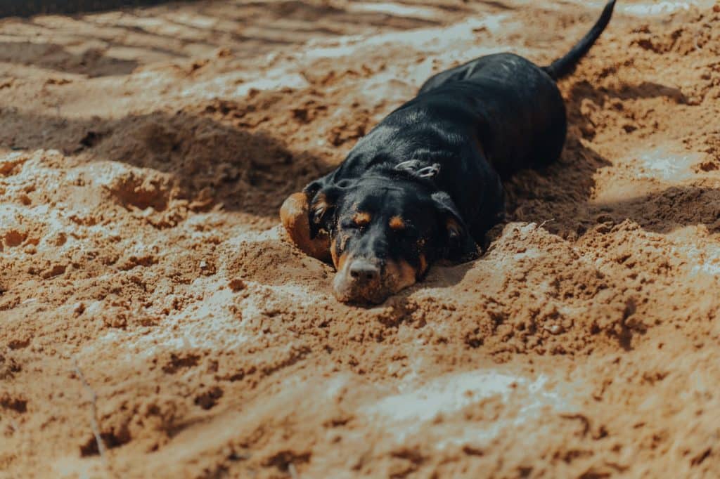 dog laying in sand