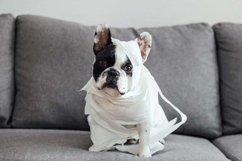 dog playing with toilet paper