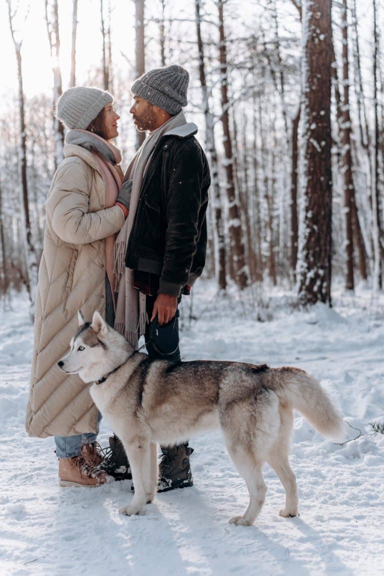 siberian husky on a leash in snow