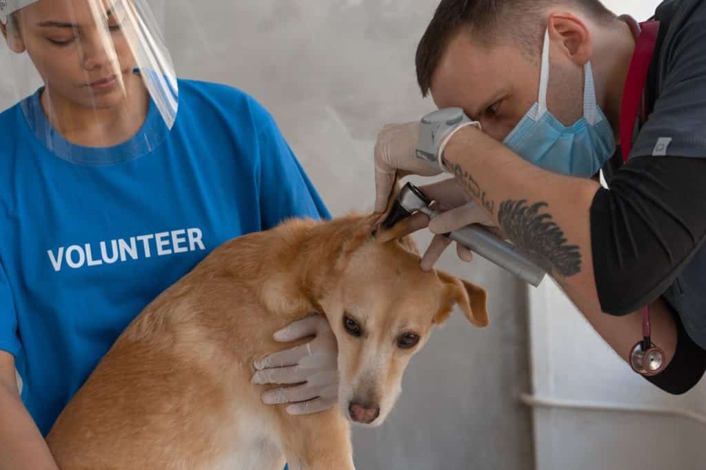 vet examining brown dog's ears