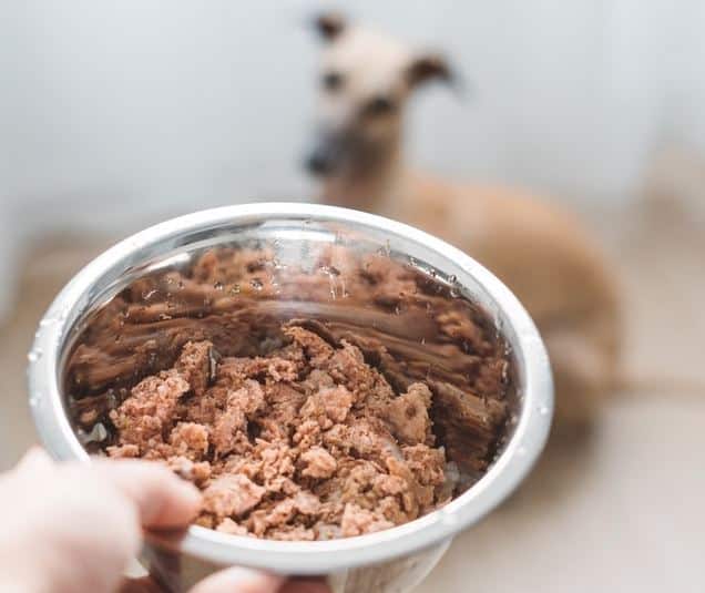 wet dog food in bowl