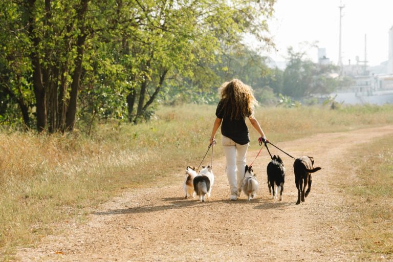 woman walking dogs