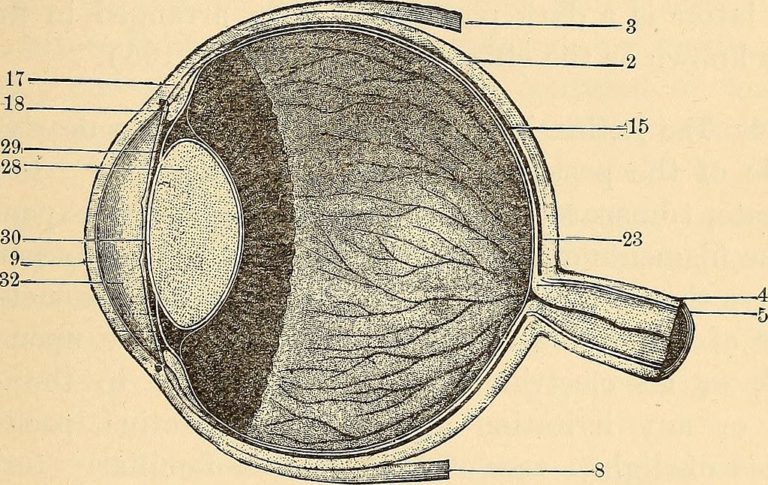 Anatomy of a cat eye