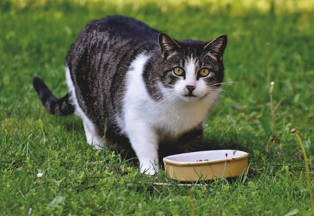 Cat outside eating from bowl