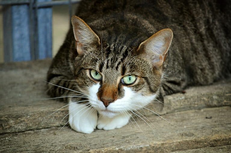 grey cat with green eyes