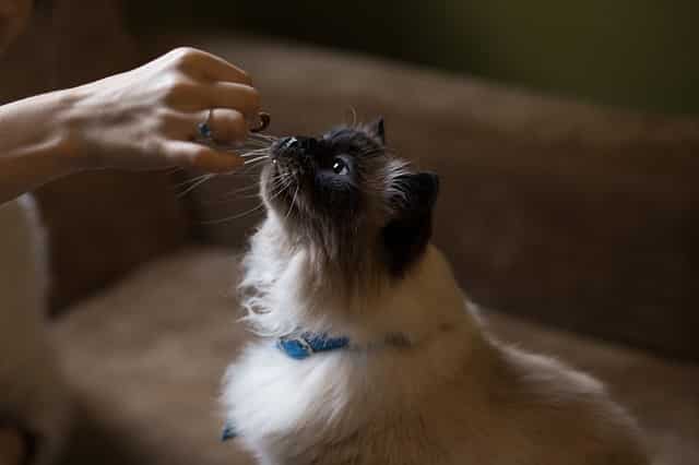 long haired cat being fed