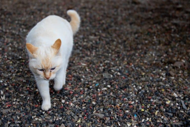 white cat walking